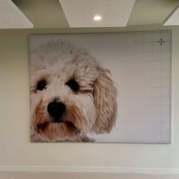 Sfeervolle wandfoto van hond in wachtruimte Dierenkliniek Joure, geproduceerd en geplaatst door DOX Imagemakers.