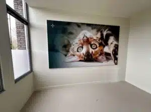 Sfeervolle wandfoto van speelse kat in behandelkamer Dierenkliniek Joure, geleverd door DOX Imagemakers.