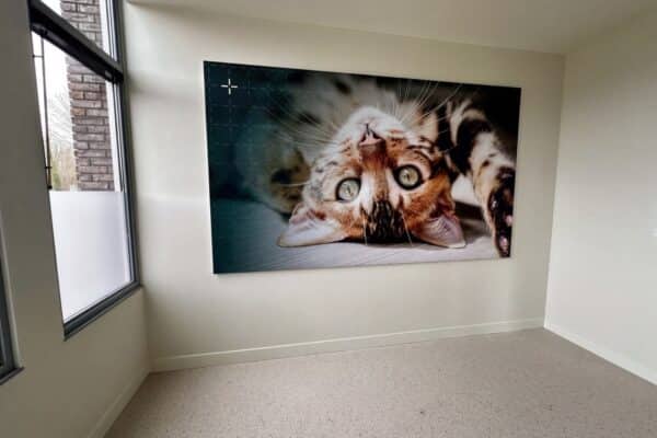 Sfeervolle wandfoto van speelse kat in behandelkamer Dierenkliniek Joure, geleverd door DOX Imagemakers.