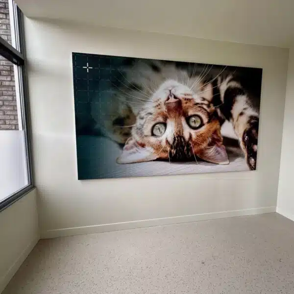 Sfeervolle wandfoto van speelse kat in behandelkamer Dierenkliniek Joure, geleverd door DOX Imagemakers.